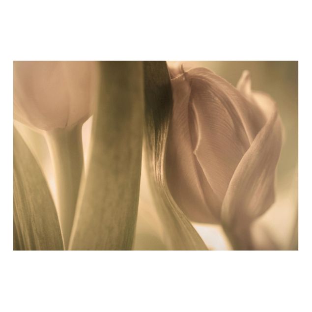 Magnettafel Blumen Zarte Tulpen