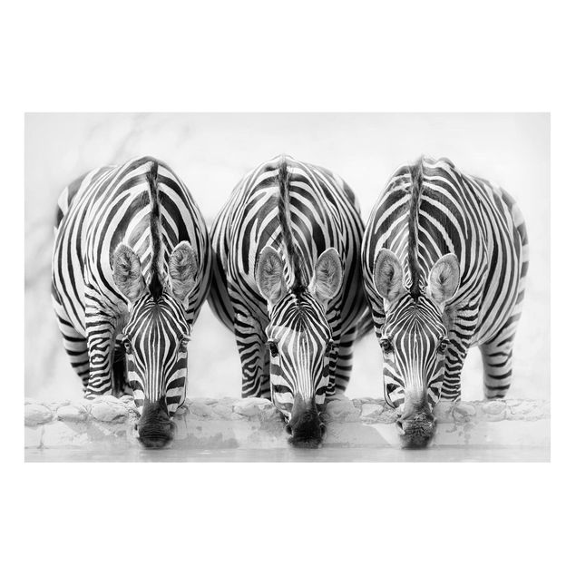 Magnettafel Büro Zebra Trio schwarz-weiß