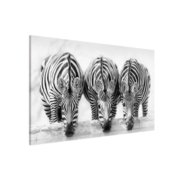 Wandbilder Tiere Zebra Trio schwarz-weiß