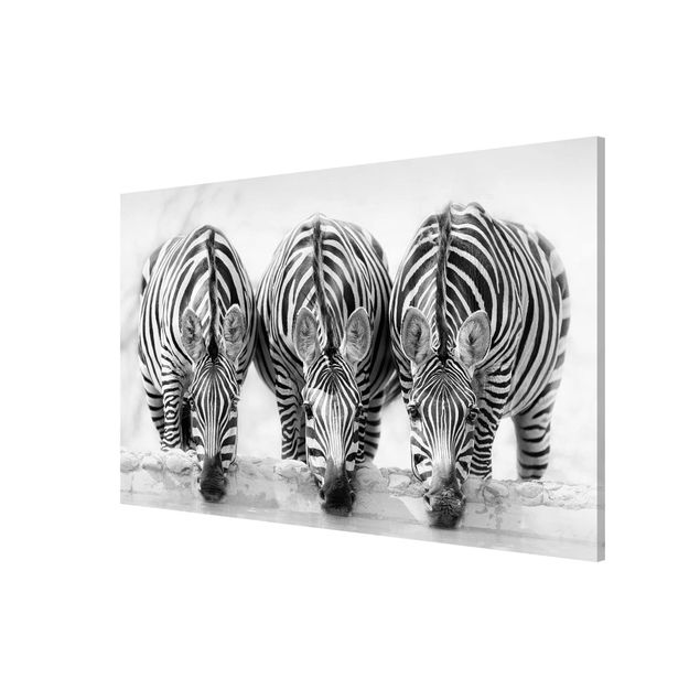 Magnettafel Tiere Zebra Trio schwarz-weiß