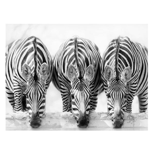 Magnettafel Büro Zebra Trio schwarz-weiß