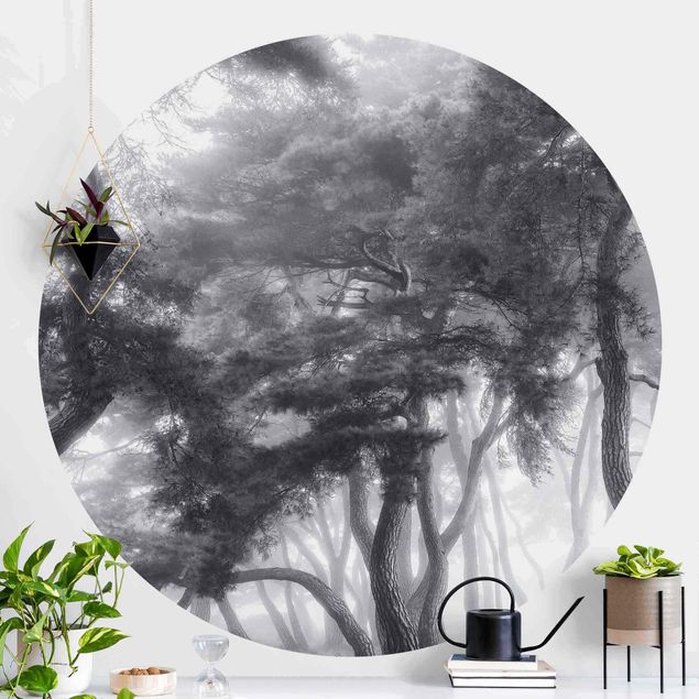 runde Fototapete Majestätische Bäume in Schwarz-weiß