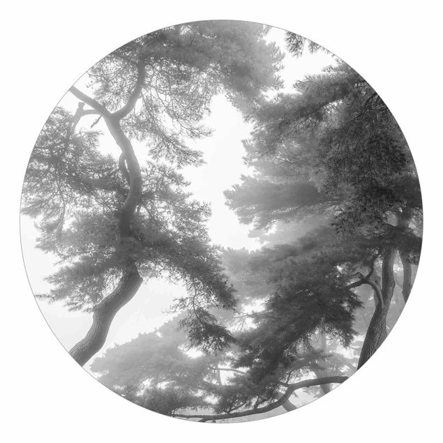 Fototapete schwarz Majestätischer Wald in Schwarz-weiß