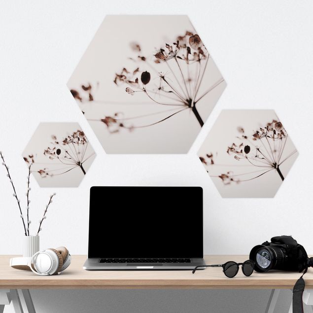 Hexagon Bild Forex - Makroaufnahme Trockenblume im Schatten