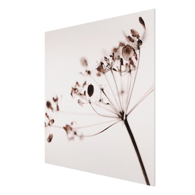 Forex Fine Art Print - Makroaufnahme Trockenblume im Schatten - Quadrat 1:1