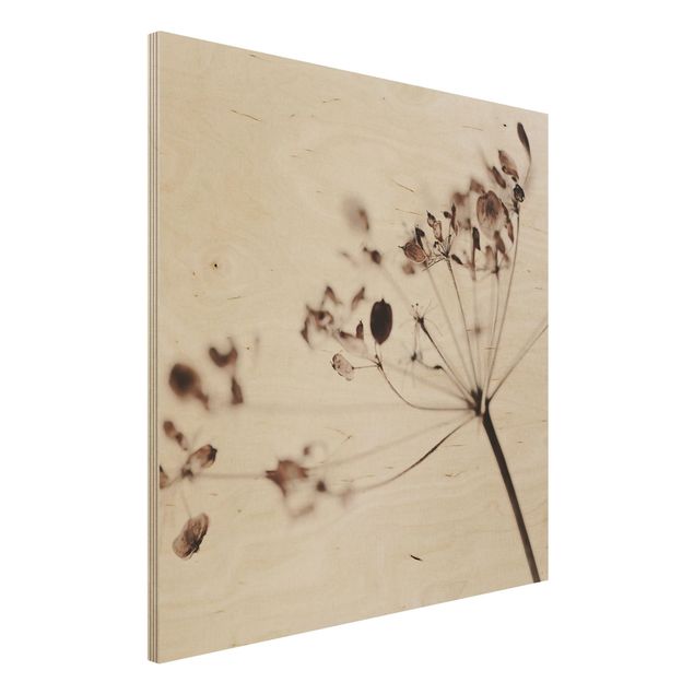 Holzbild - Makroaufnahme Trockenblume im Schatten - Quadrat