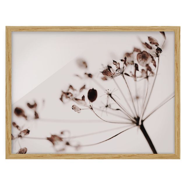 Bild mit Rahmen - Makroaufnahme Trockenblume im Schatten - Querformat