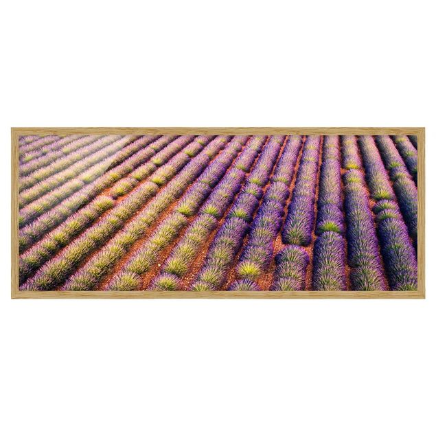Bild mit Rahmen - Malerisches Lavendelfeld - Panorama 3:1