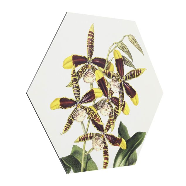 Alu Dibond Druck Maxim Gauci - Orchidee II
