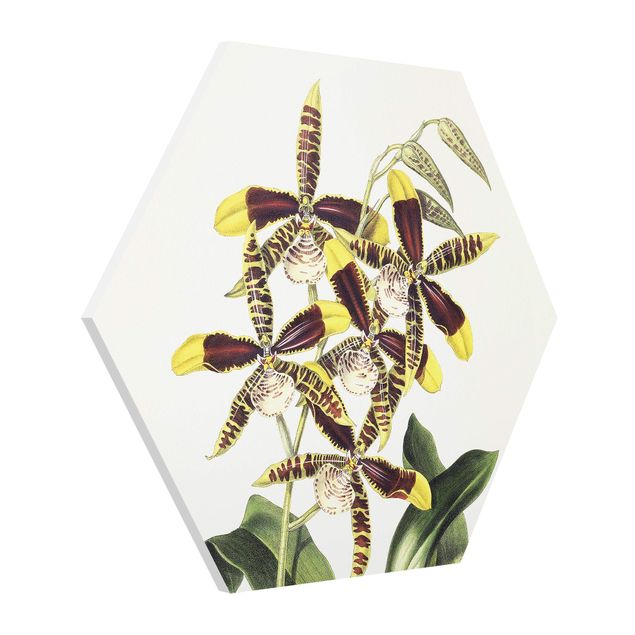 Schöne Wandbilder Maxim Gauci - Orchidee II