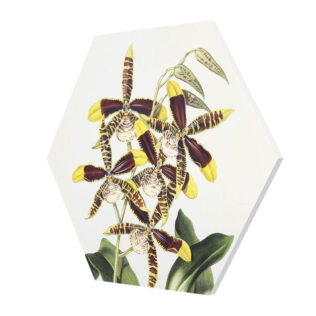 Kunstkopie Maxim Gauci - Orchidee II