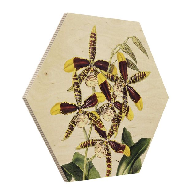 Hexagon Wandbilder Maxim Gauci - Orchidee II