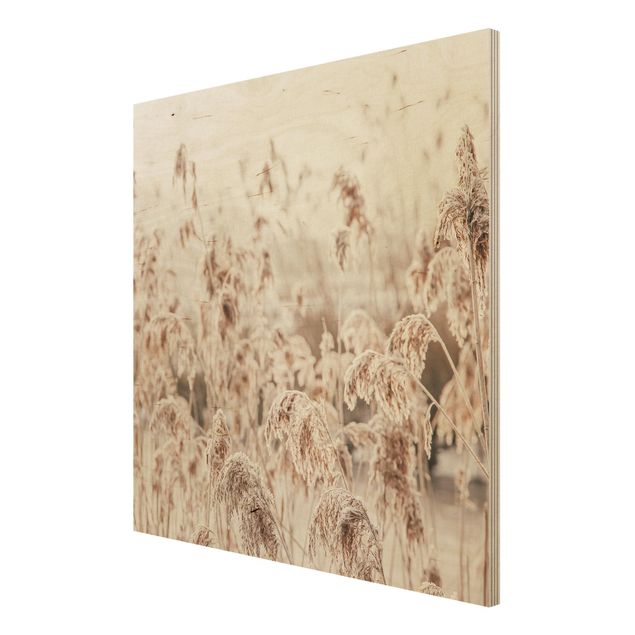 Wandbild Holz Meer von sonnigem Schilfgras