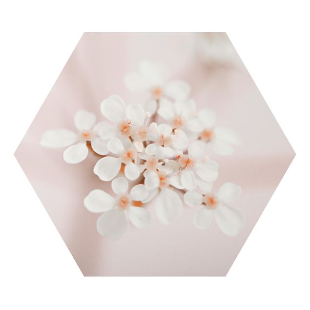 Hexagon Bild Alu-Dibond - Miniblüten im Rosanen Licht