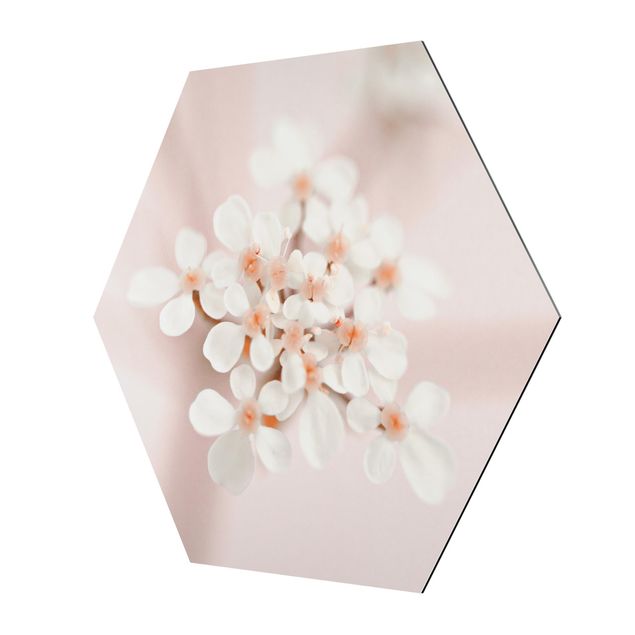 Hexagon Bild Alu-Dibond - Miniblüten im Rosanen Licht
