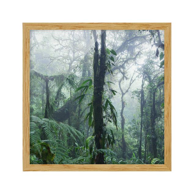 Bild mit Rahmen - Monteverde Nebelwald - Quadrat 1:1