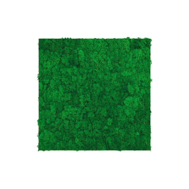Akustikpaneel - Mooswand fichtengrün 52x52 cm