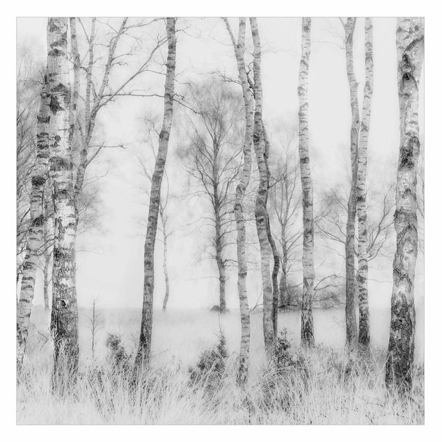 Folie für Fenster Mystischer Birkenwald Schwarz-Weiß