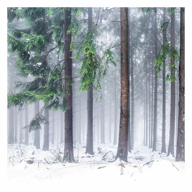 Fototapete - Nadelbäume im Winter