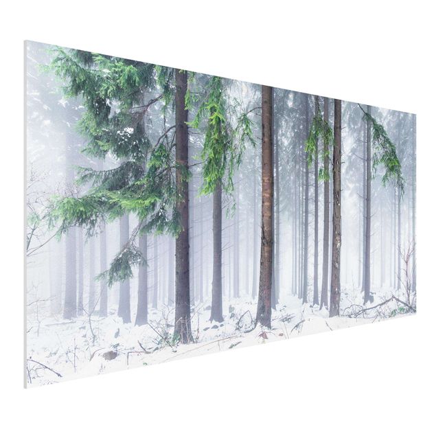 Forex Bilder Nadelbäume im Winter