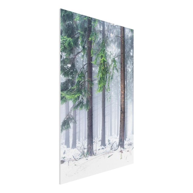 Forex Fine Art Print - Nadelbäume im Winter - Hochformat 2:3