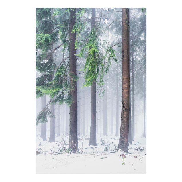 Forex Fine Art Print - Nadelbäume im Winter - Hochformat 2:3