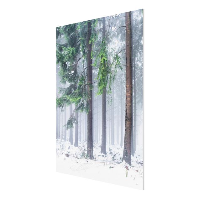 Forex Fine Art Print - Nadelbäume im Winter - Hochformat 3:4