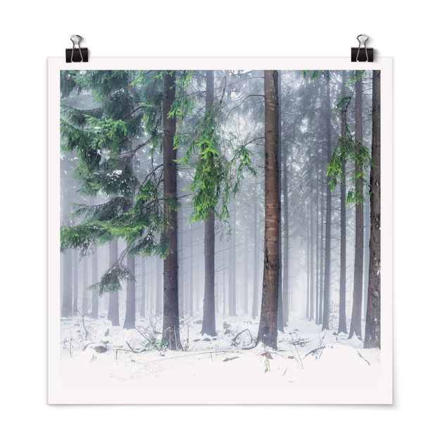 Poster Nadelbäume im Winter