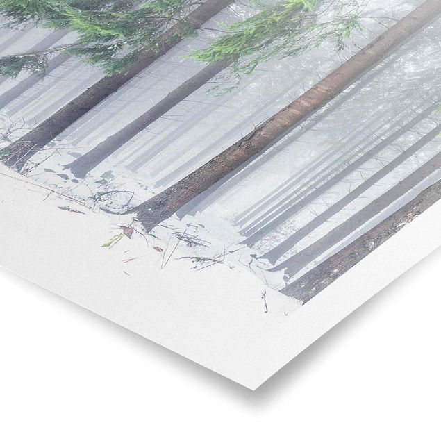 Poster - Nadelbäume im Winter - Quadrat 1:1