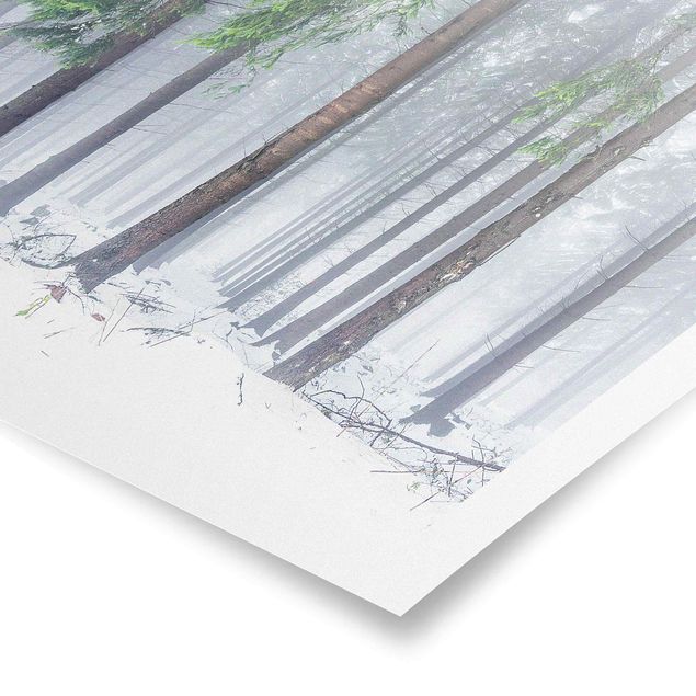 Poster - Nadelbäume im Winter - Querformat 4:3