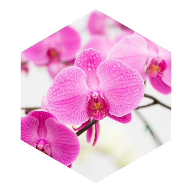 Schöne Fototapete Nahaufnahme Orchidee