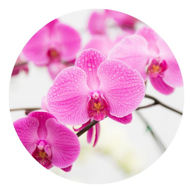 Tapeten modern Nahaufnahme Orchidee