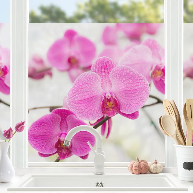 Fensterbilder selbstklebend Blumen Nahaufnahme Orchidee