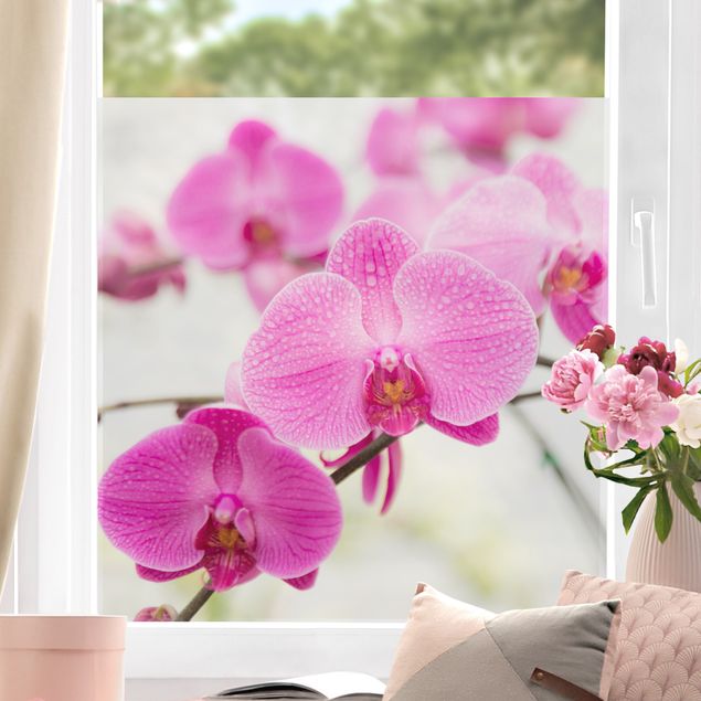 Fensterfolie Gräser Nahaufnahme Orchidee