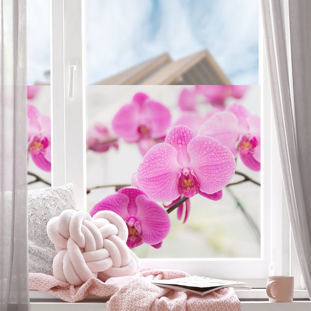 Fensterfolie Farbig Nahaufnahme Orchidee