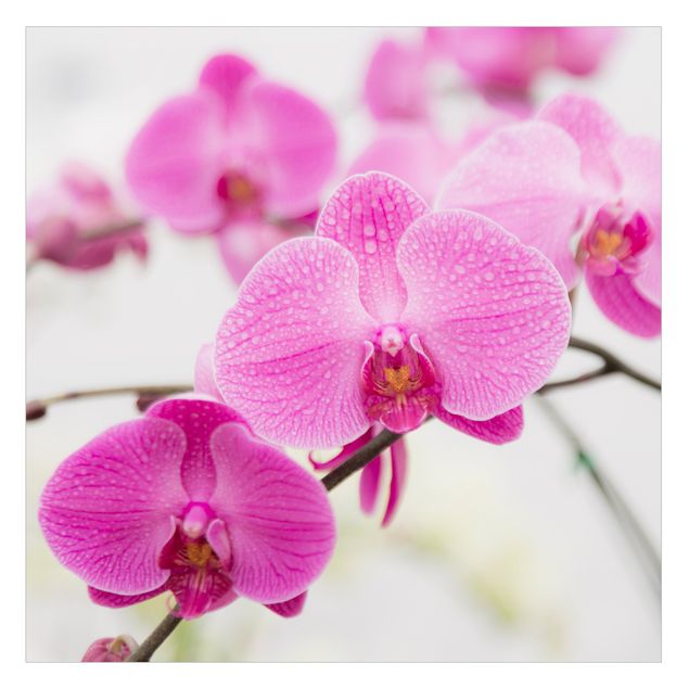 Fensterbilder selbstklebend Nahaufnahme Orchidee