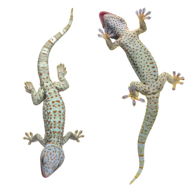 Tier Fensterbilder Neugierige Geckos
