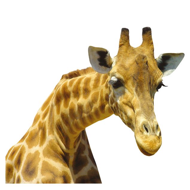 Tier Fensterbilder Neugierige Giraffe