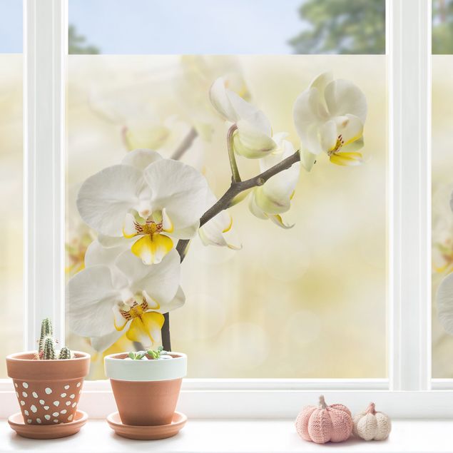 Fensterfolie Gräser Orchideen Zweig