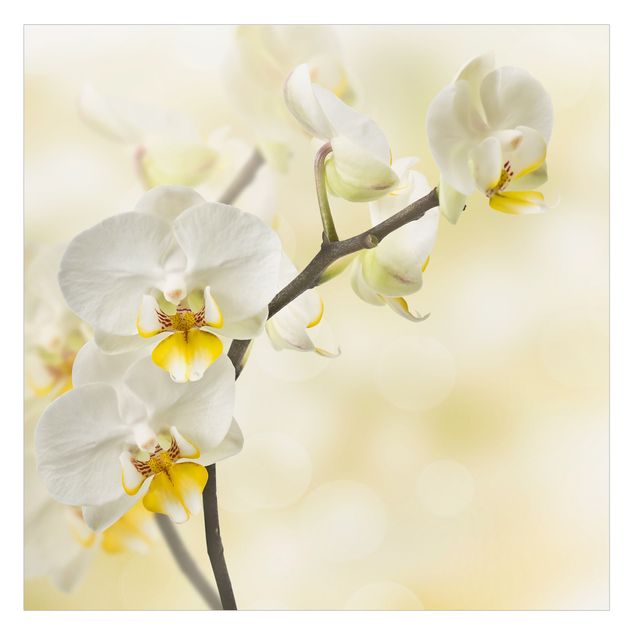 Fensterbilder selbstklebend Orchideen Zweig