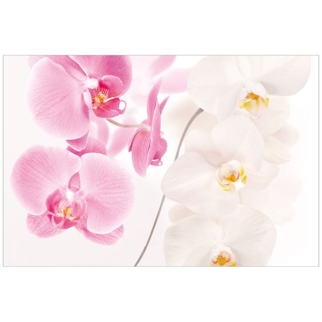Orchideenbild Fensterfolie - Sichtschutz Fenster Delicate Orchids - Blumen Fensterbilder