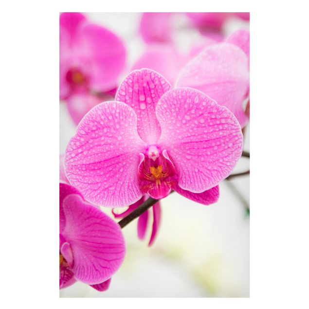 Magnettafel Nahaufnahme Orchidee