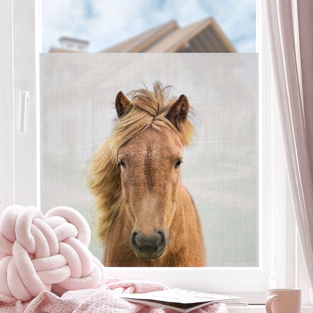 Fensterbild Tiere Pferd Pauline