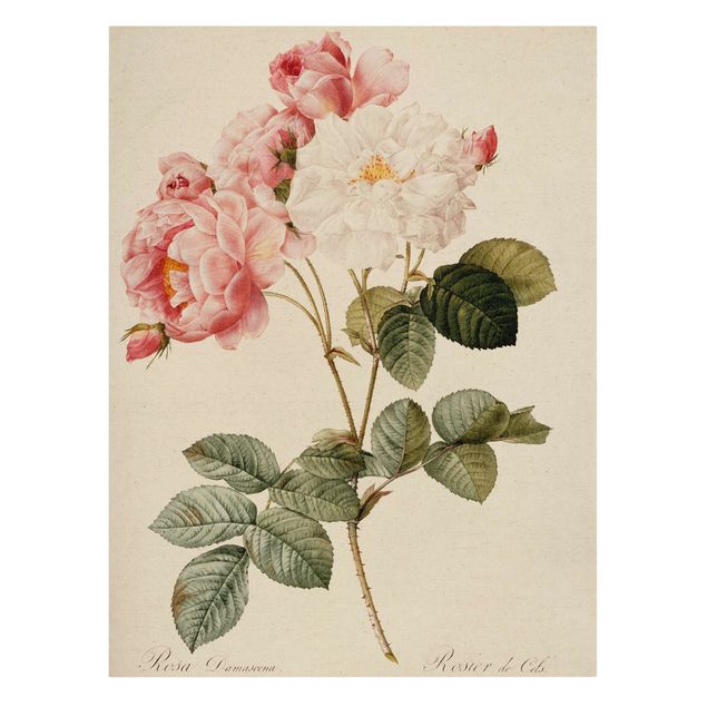 Kunstdrucke auf Leinwand Pierre Joseph Redouté - Damaszener-Rose