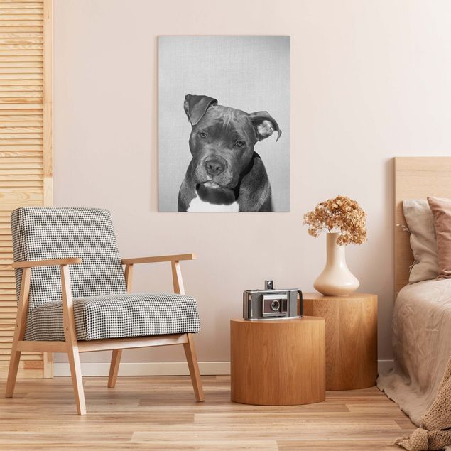 Wandbilder Hund Pitbull Pelle Schwarz Weiß