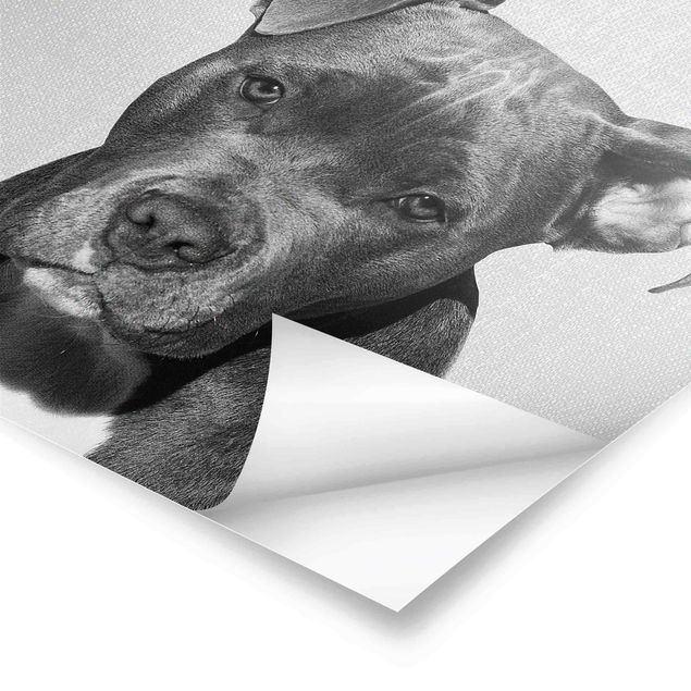 Poster - Pitbull Pelle Schwarz Weiß - Quadrat 1:1
