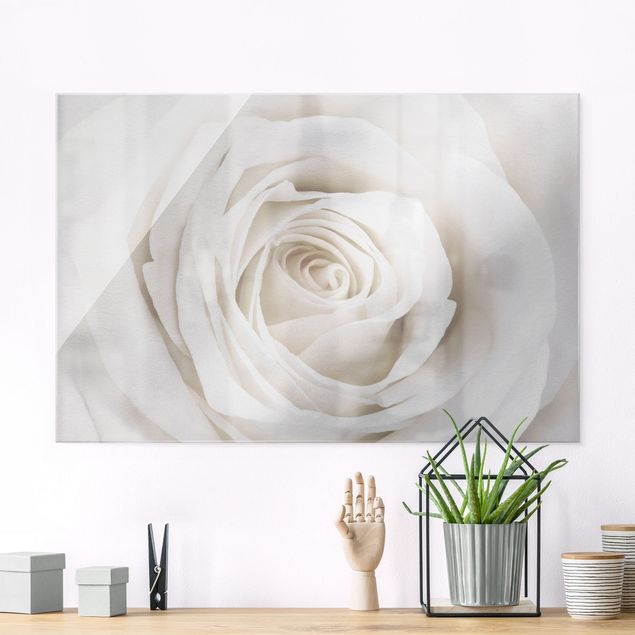 Glasbilder Rosen Pretty White Rose