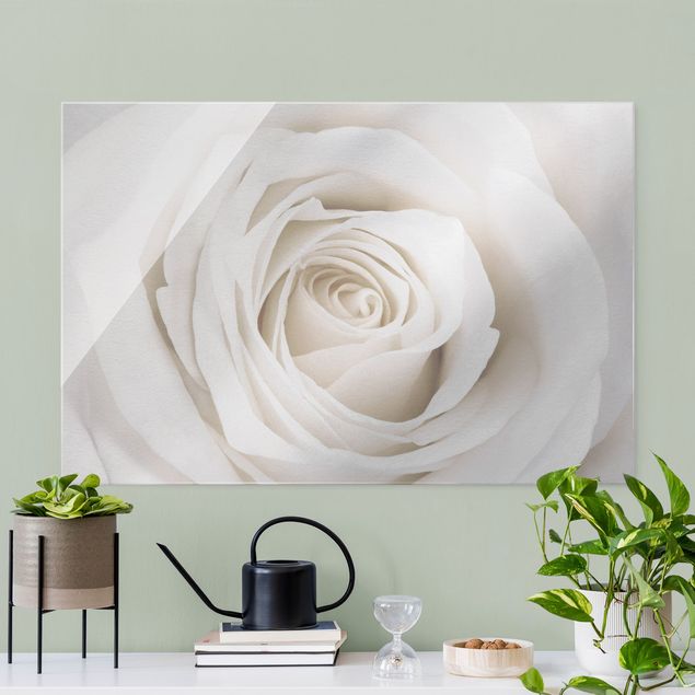 Wandbilder Glas XXL Pretty White Rose