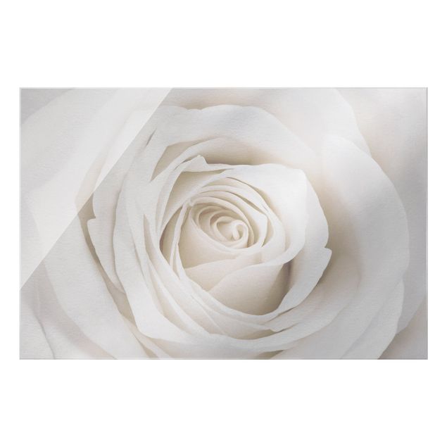 Bilder für die Wand Pretty White Rose