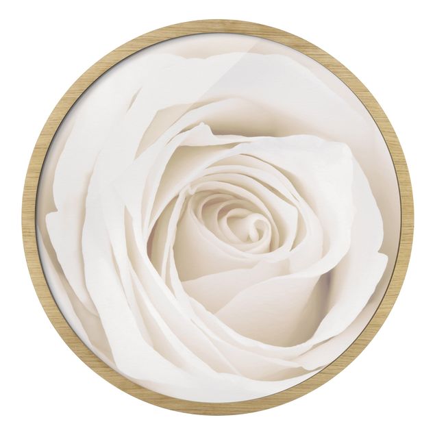 Gerahmte Bilder Pretty White Rose